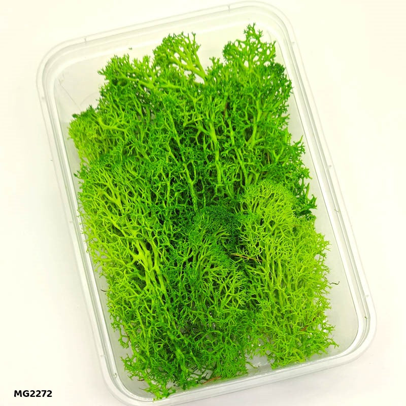 Dry Grass Moose 2272